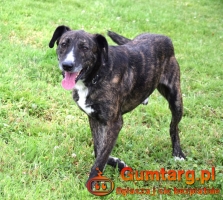 CZESTER wrażliwy, kochany piesek szuka domu