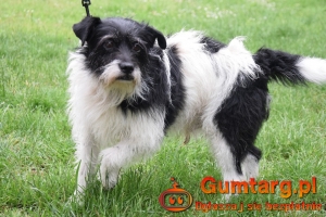 NIKOŚ uwolniony z zamknięcia czeka na dom