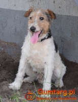 PŁOMYK foxterier szuka domu