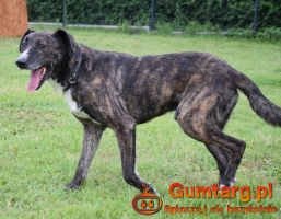 CZESTER wrażliwy, kochany piesek szuka domu