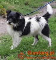 NIKOŚ uwolniony z zamknięcia czeka na dom