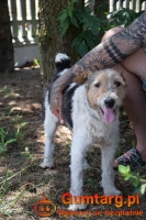 PŁOMYK foxterier szuka domu