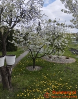 Działka Rekreacyjna (300 m2) ul. Norwida ALTANKA (Kluczbork)