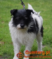 NIKOŚ uwolniony z zamknięcia czeka na dom