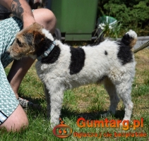 PŁOMYK foxterier szuka domu