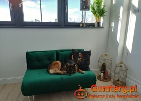 2pok, 35met, Okolice Jana III Sobieskiego WINDA (Wrocław)