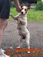 FOXI to ideał na czterech łapkach