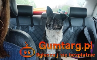 PESTKA zgarnięta z ulicy w czasie deszczu