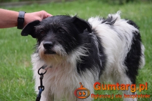 NIKOŚ uwolniony z zamknięcia czeka na dom