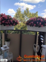 1pok, 20met, Okolice Sokolej BALKON (Wrocław)