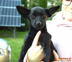 TINA mała z dużymi uszkami– szuka domu