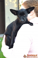 TINA mała z dużymi uszkami– szuka domu