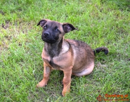 LUNA beżowa z czarną kufą szuka domu