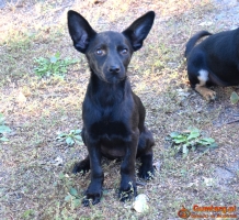 TINA mała z dużymi uszkami– szuka domu