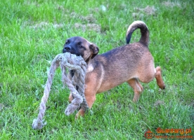 LUNA beżowa z czarną kufą szuka domu
