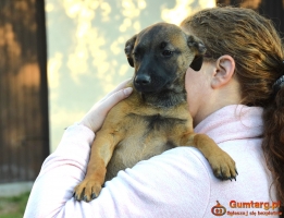 LUNA beżowa z czarną kufą szuka domu