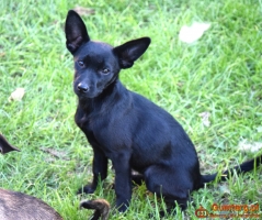 TINA mała z dużymi uszkami– szuka domu