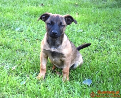 LUNA beżowa z czarną kufą szuka domu