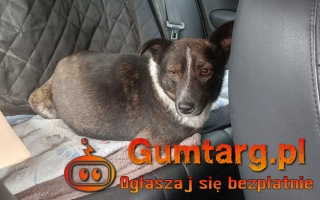 PESTKA zgarnięta z ulicy w czasie deszczu