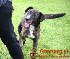 CZESTER wrażliwy, kochany piesek szuka domu