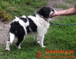 NIKOŚ uwolniony z zamknięcia czeka na dom