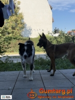 2pok, 36met, okolice Kosmonautów TARAS/OGRÓD (Wrocław)