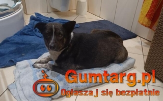 PESTKA zgarnięta z ulicy w czasie deszczu
