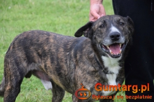 CZESTER wrażliwy, kochany piesek szuka domu