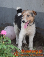 PŁOMYK foxterier szuka domu