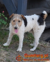 PŁOMYK foxterier szuka domu