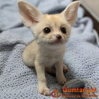 6 lisek fenkowych (kilka tygodni)