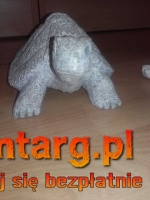 Żółw ogrodowy