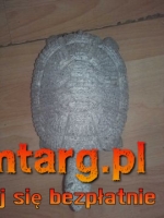 Żółw ogrodowy