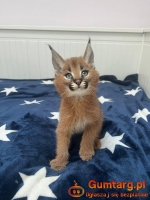 kocięta serwal i karakal z młodym savannah