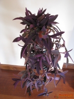 Trzykrotka purpurowa, tradeskancja, setkrezja – duża fioletowa roślink