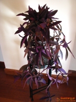 Trzykrotka purpurowa, tradeskancja, setkrezja – duża fioletowa roślink