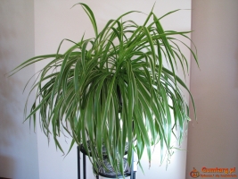 Zielistka Sternberga – piękny, zdrowy, duży kwiat doniczkowy