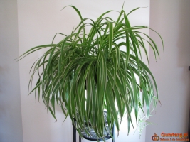 Zielistka Sternberga – piękny, zdrowy, duży kwiat doniczkowy