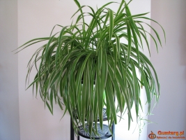 Zielistka Sternberga – piękny, zdrowy, duży kwiat doniczkowy