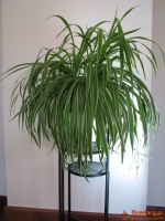 Zielistka Sternberga – piękny, zdrowy, duży kwiat doniczkowy