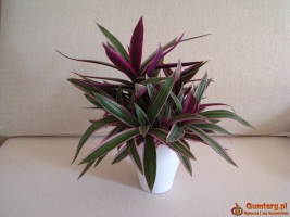 Reo meksykańskie trzykrotka tradeskancja piękna wielokolorowa roślinka