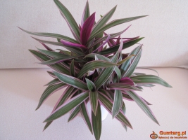 Reo meksykańskie trzykrotka tradeskancja piękna wielokolorowa roślinka