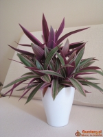 Reo meksykańskie trzykrotka tradeskancja piękna wielokolorowa roślinka