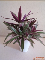 Reo meksykańskie trzykrotka tradeskancja piękna wielokolorowa roślinka