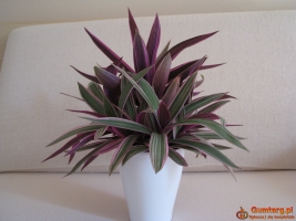 Reo meksykańskie trzykrotka tradeskancja piękna wielokolorowa roślinka