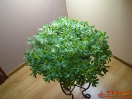 Aeonium – piękny sukulent na taras, do oranżerii lub mieszkania