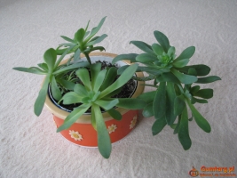 Aeonium – piękny sukulent na taras, do oranżerii lub mieszkania
