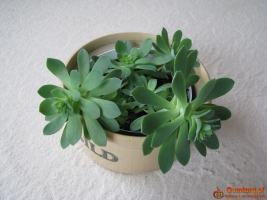Aeonium – piękny sukulent na taras, do oranżerii lub mieszkania
