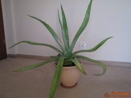 Piękna duża agawa ogrodowa  3 szt