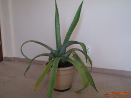 Piękna duża agawa ogrodowa  3 szt